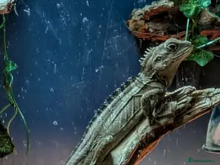 Dragon reptiles Rare Boyd's forest dragon - Advert 1