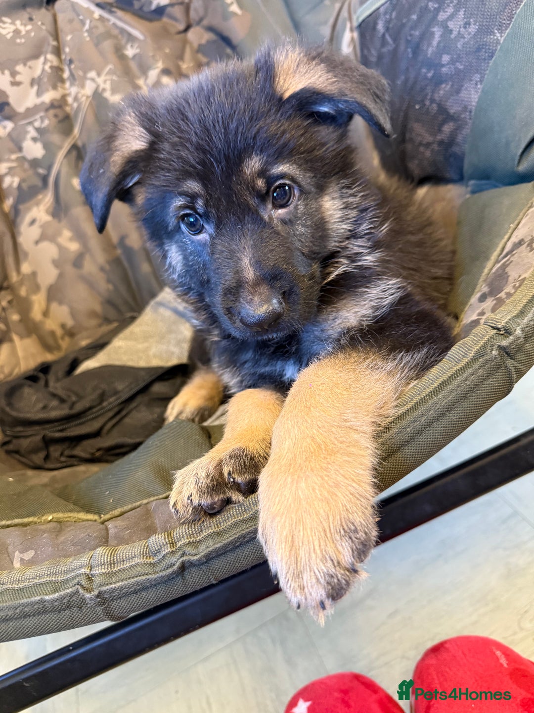 German Shepherd dogs for sale: Puppy’s for sale - Advert 2