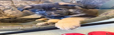 German Shepherd Puppy 1