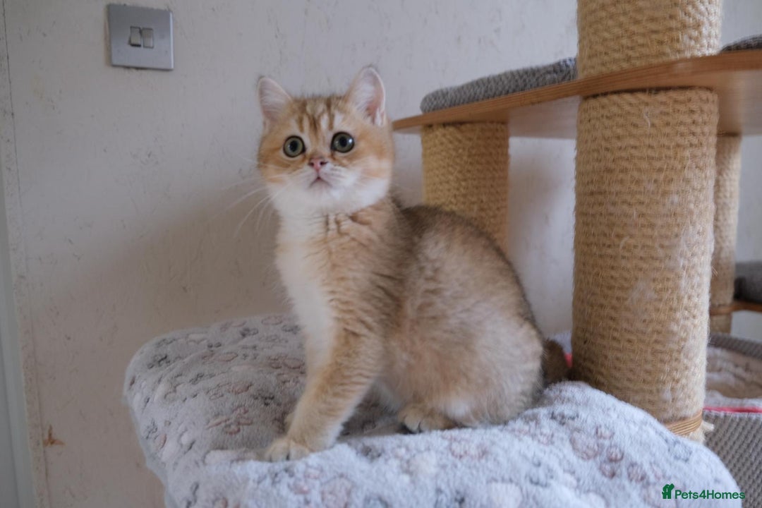 Scottish Fold cats for sale: Scottish fold and straight kittens  - Advert 6