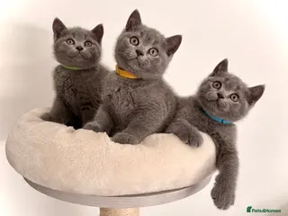 British Shorthair cats Chunky British Shorthair Kittens 🩵 - Advert 17