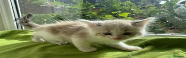 Ragdoll 1