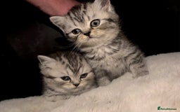 British Shorthair cats for sale: Beautiful bsh kittens looking for forever homes  - Image 21