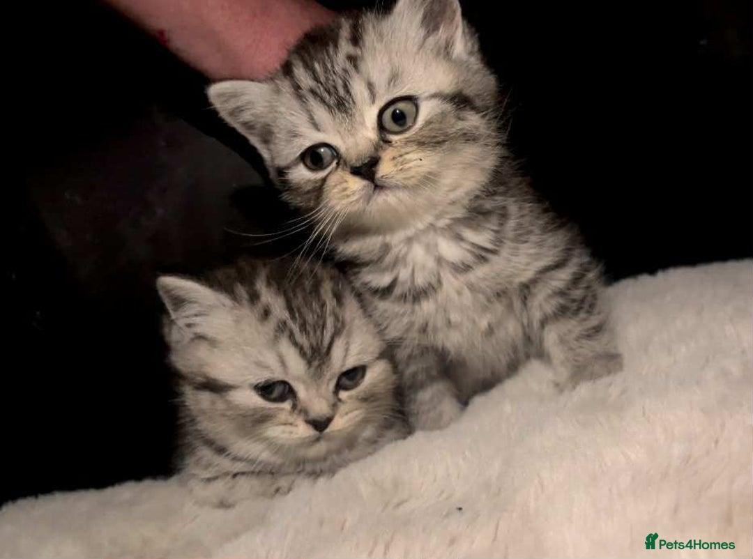 British Shorthair cats for sale: Beautiful bsh kittens looking for forever homes  - Image 21
