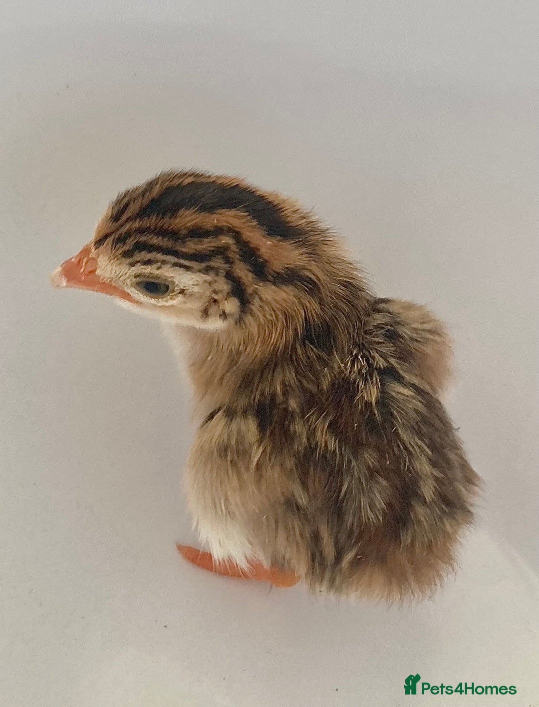 Guinea Fowl poultry for sale: Guinea Fowl bred on farm, free range  - Advert 7