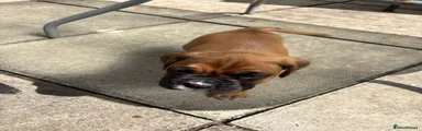 Boxer Puppy 1