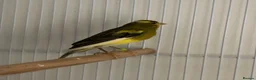 Canaries birds for sale: Raza Canary young male - Advert 2