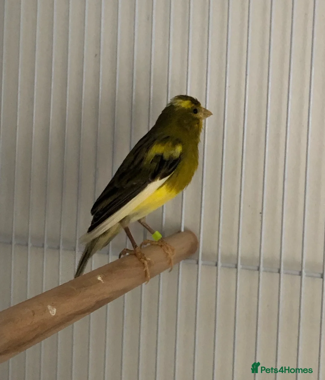 Canaries birds for sale: Raza Canary young male - Advert 2