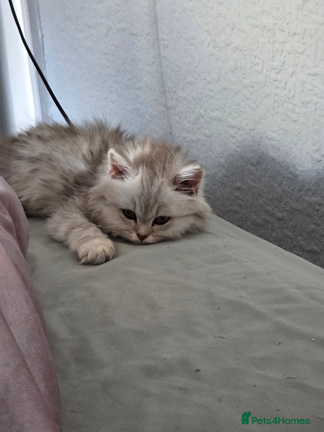 Maine Coon cats for sale: Gorgeous maine coon - Image 7