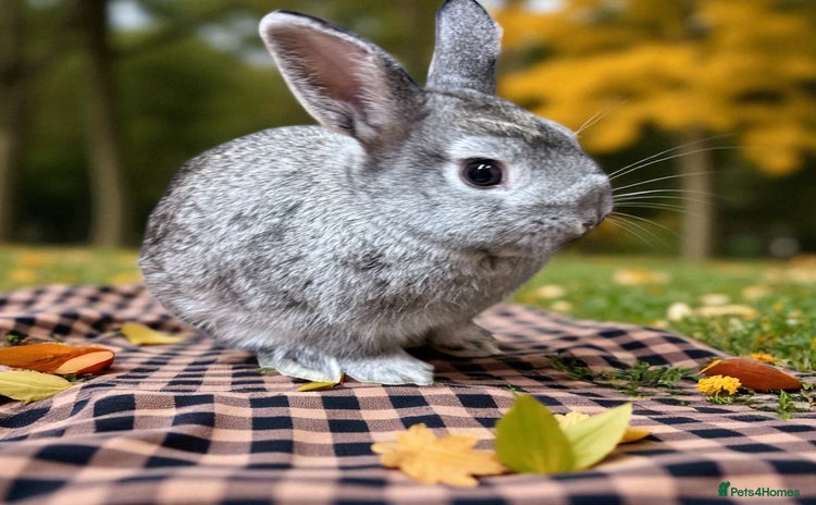 Netherland Dwarf rabbits - Advert 9