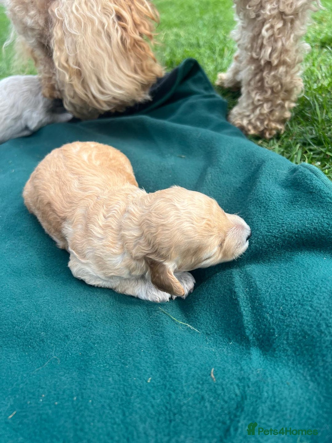 Miniature Poodle dogs for sale: KC registered miniature poodle puppies - Image 10