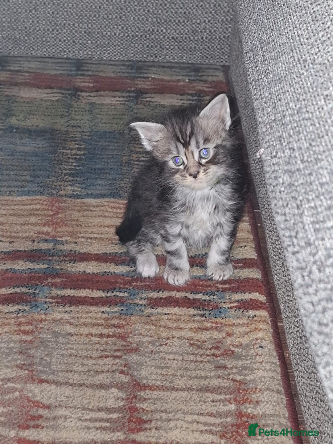 Maine Coon cats for sale: 6 Beautiful main coon kittens - Advert 3