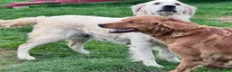 Golden Retriever dogs for sale: Kennel club registered beautiful litter of puppies - Advert 11