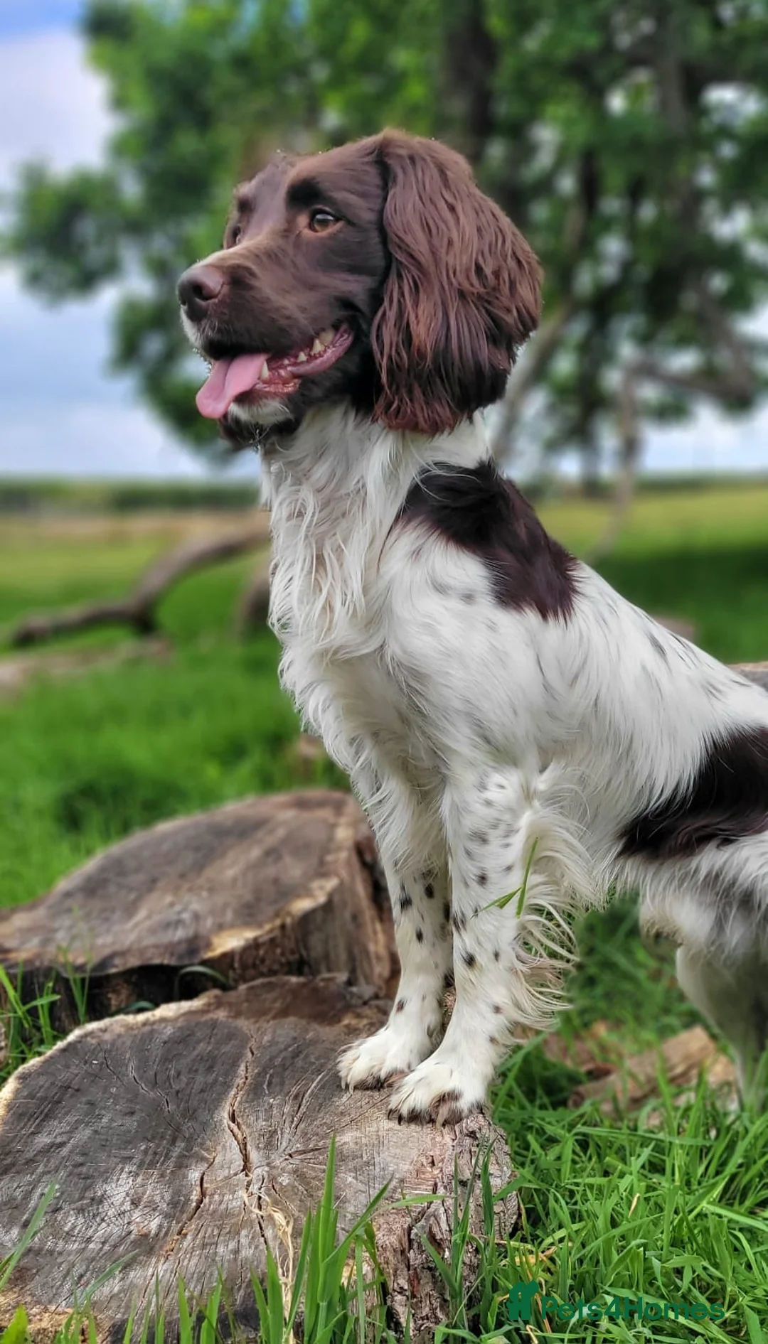 English Springer Spaniel dogs for stud: At Stud - FTW Springer Spaniel  in Warminster - Advert 7