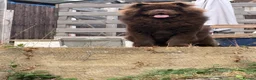 Chow Chow dogs for sale: Chunky chow  - Advert 3