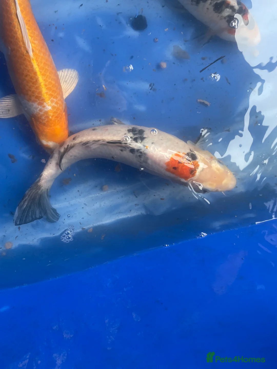 Koi Carp fish for sale: Koi carp and butterfly koi  - Advert 30