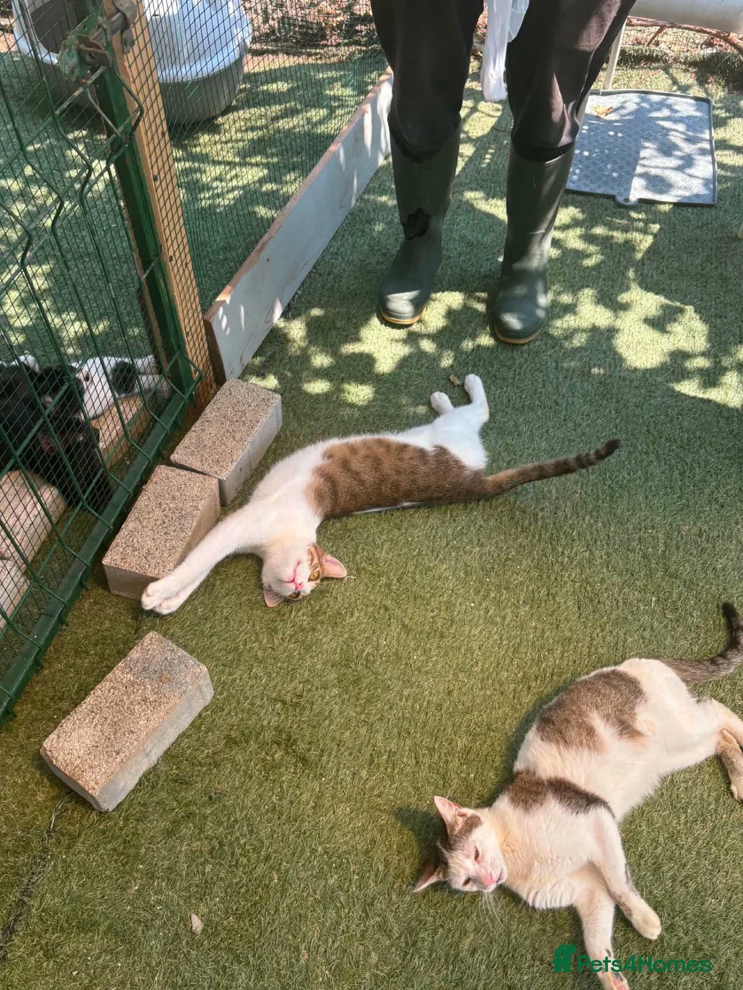 Mixed Breed cats for adoption: Prudence - Norwich Norfolk  in Norwich - Advert 6