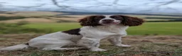 English Springer Spaniel dogs for stud: Working Springer FOR STUD - Advert 2