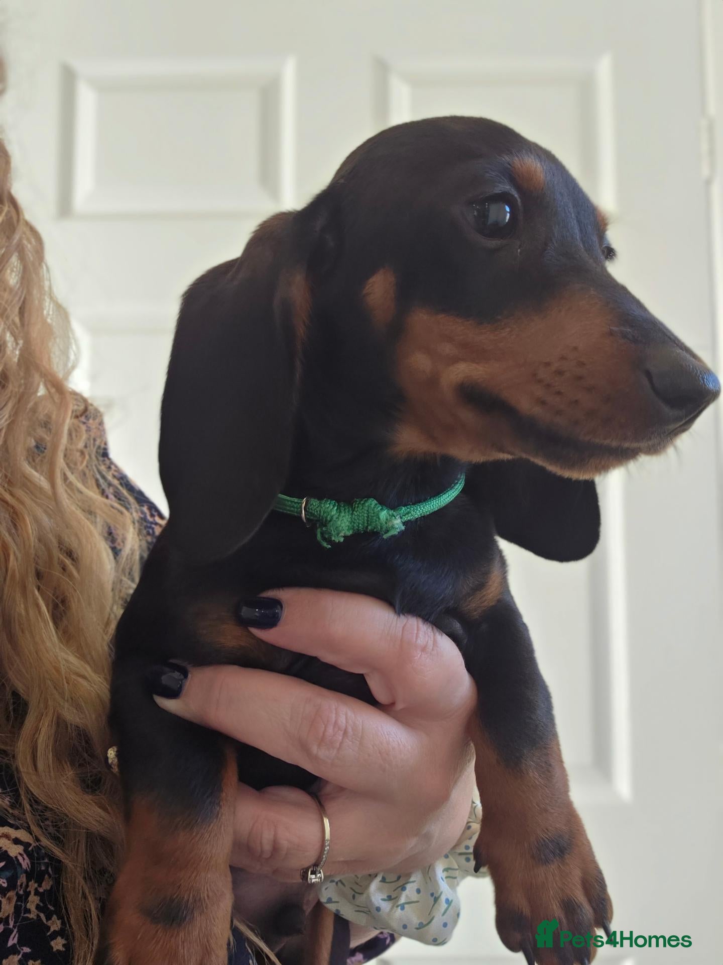 Miniature Dachshund dogs Mini Dachshunds long and short haired - Advert 17