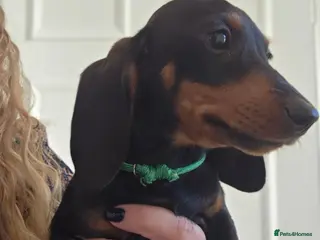 Miniature Dachshund dogs Mini Dachshunds long and short haired - Advert 17