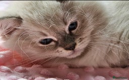 Ragdoll cats for sale: Amazing Ragdoll Babies - Image 12