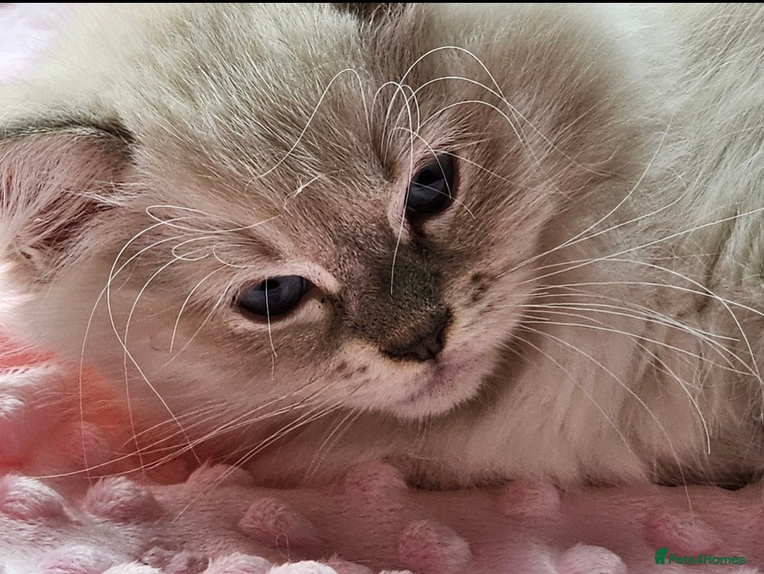 Ragdoll cats for sale: Amazing Ragdoll Babies - Image 12