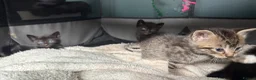 Russian Blue cats for sale: 2 beautiful black kitty’s and 1 gorgeous grey cat - Advert 13