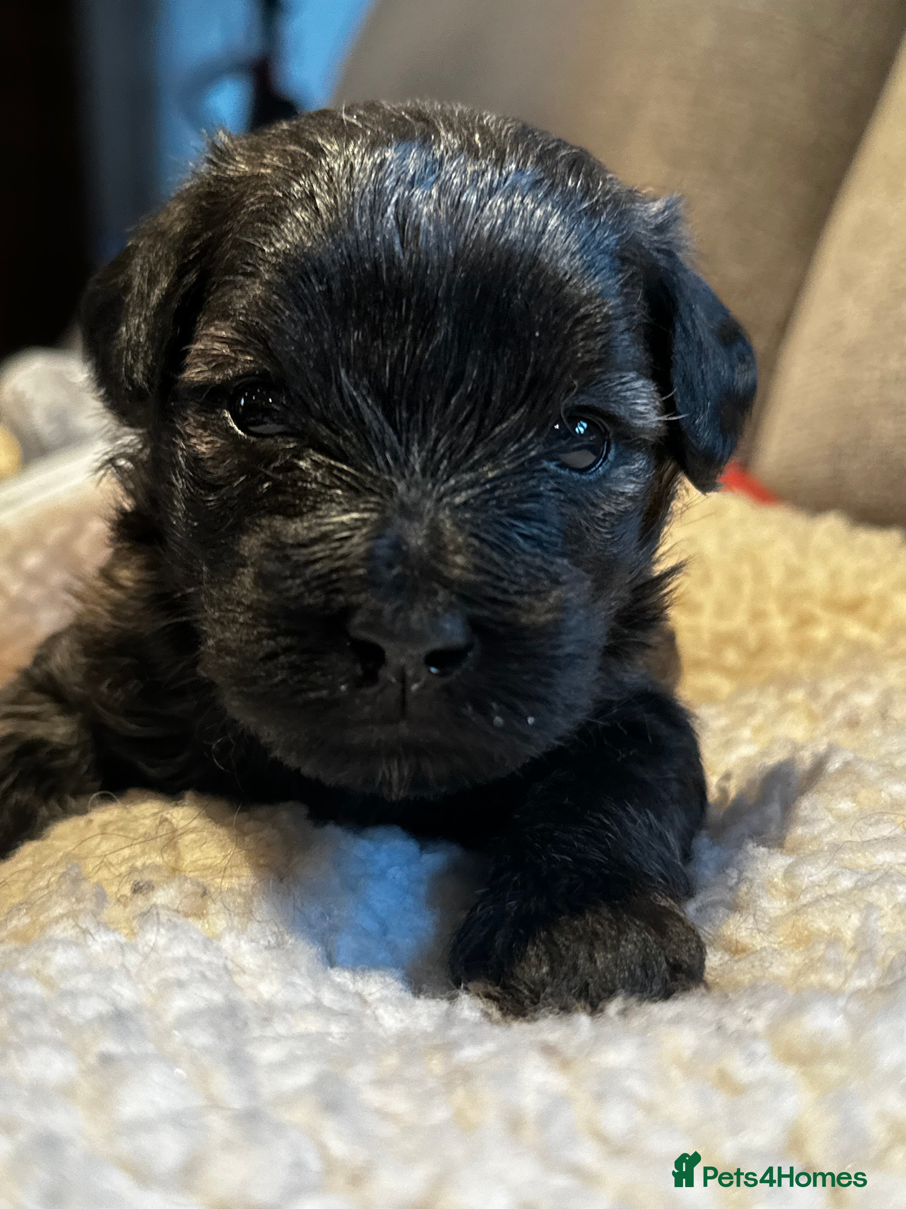 Schnoodle dogs Amazing litter of Schnoodle puppies.  - Advert 1