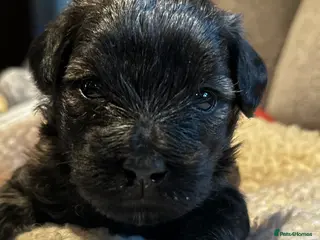Schnoodle dogs Amazing litter of Schnoodle puppies. - Advert 1