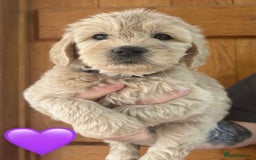 Mixed Breed dogs for sale: 8 Gorgeous Golden doodles  - Image 6