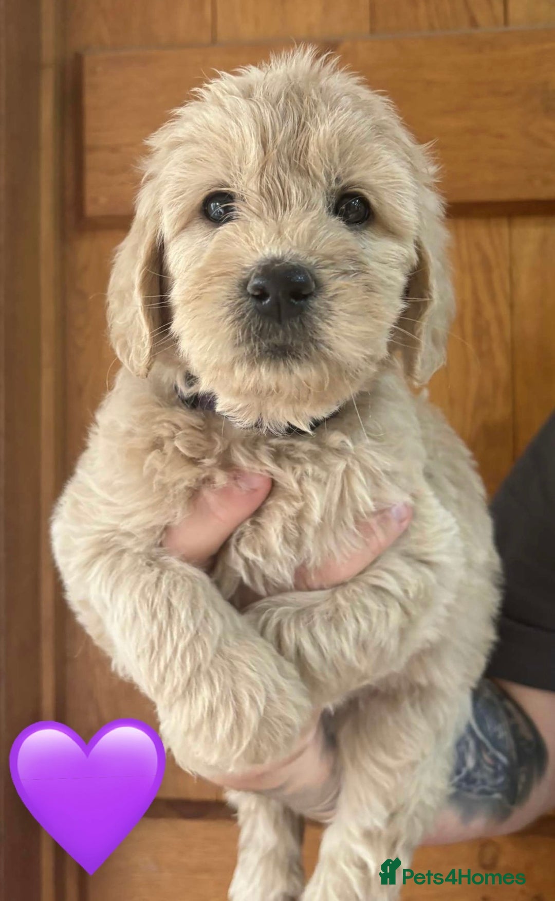 Mixed Breed dogs for sale: 8 Gorgeous Golden doodles  - Image 6