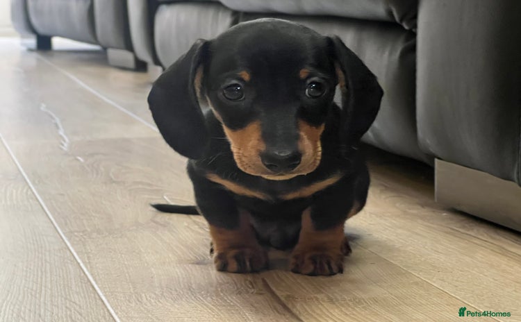 Miniature Dachshund dogs - Advert 8