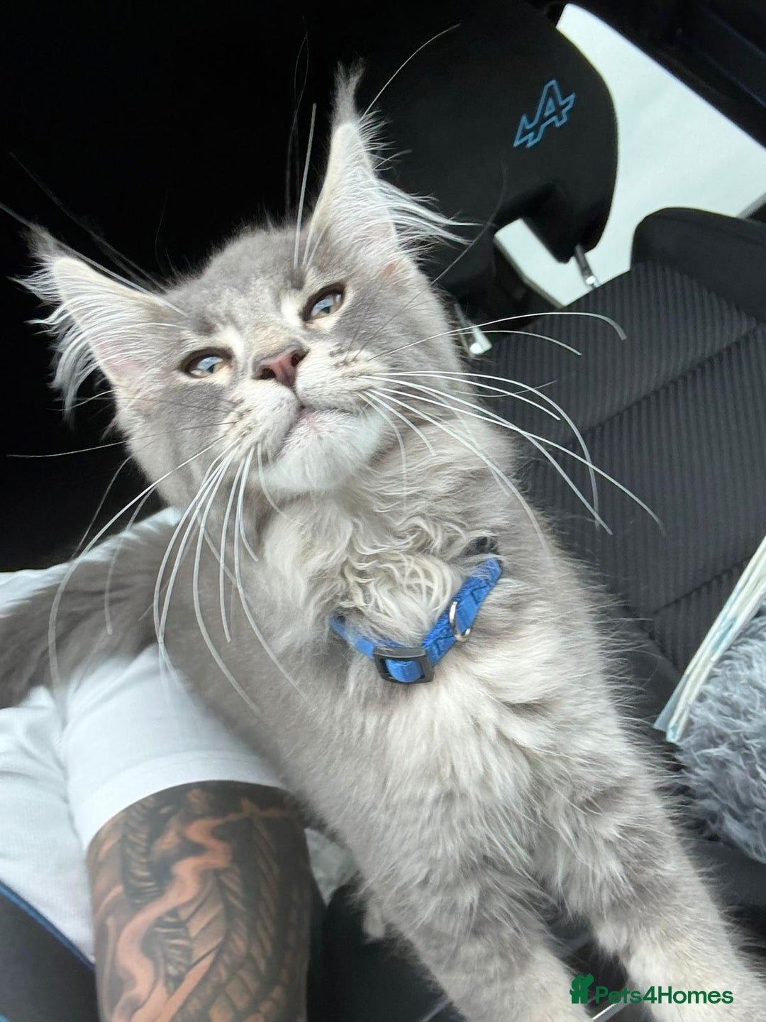 Maine Coon cats for sale: Maine Coon Kittens - Image 7