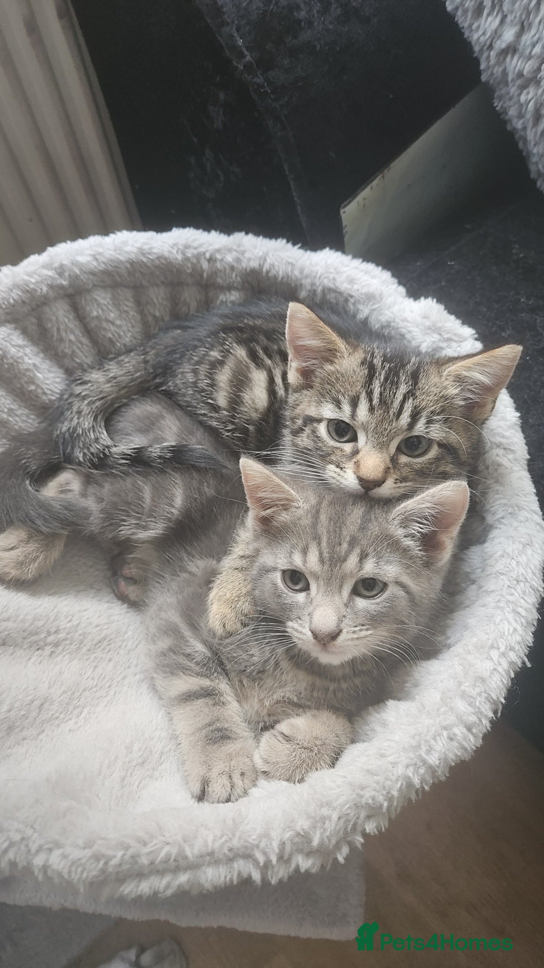 Mixed Breed cats for sale: Grey Kittens🐾🤍 - Advert 8