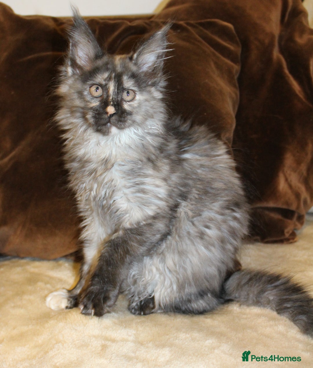Maine Coon cats for sale: Beautiful GCCF registerd Maine Coon Girls - Image 11
