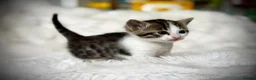Mixed Breed cats for sale: 🐾 Beautiful Baby Kittens - Ragdoll x Bengal 🐾 - Advert 12