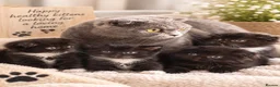 Scottish Fold cats for sale: Scottish fold kittens  - Advert 2