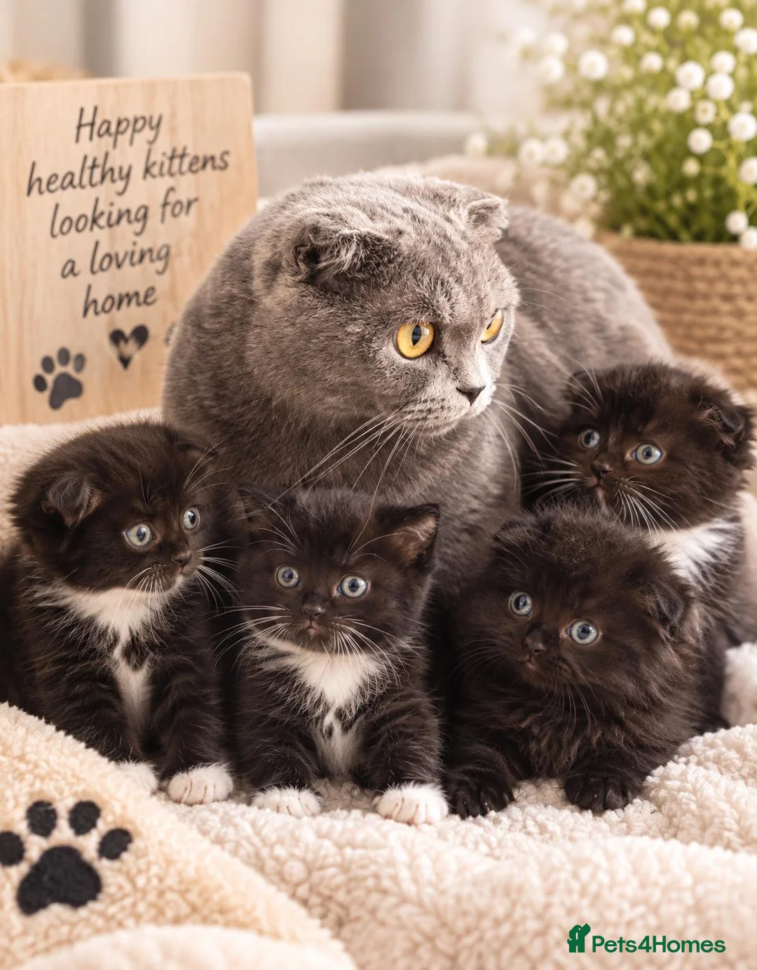 Scottish Fold cats for sale: Scottish fold kittens  - Advert 2