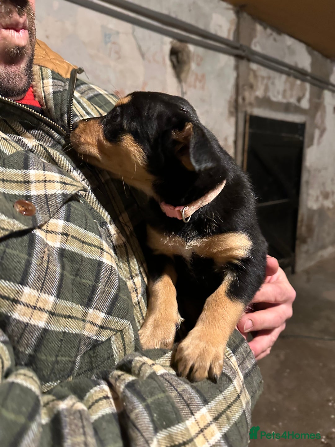 Australian Kelpie dogs for sale: Australian Kelpie Puppies - Advert 6