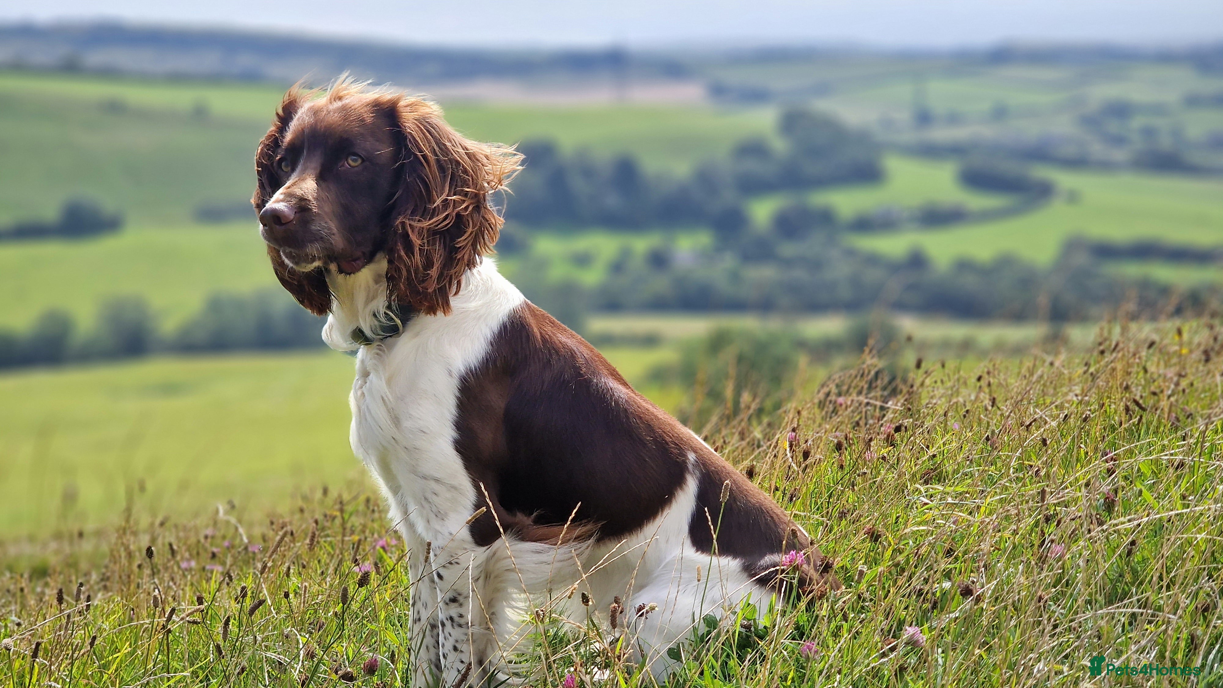 English Springer Spaniel dogs Exceptional English Springer Spaniel for stud. - Advert 9