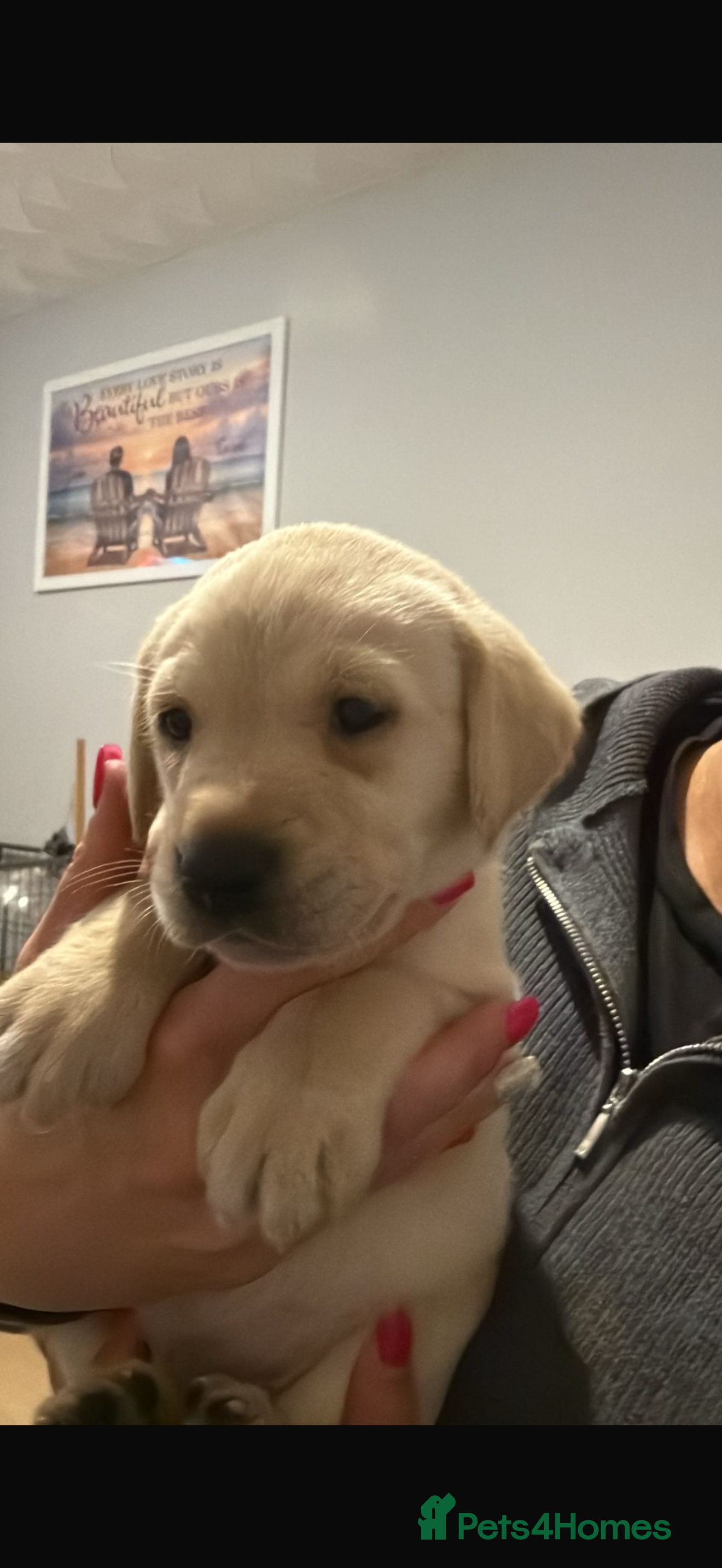 Labrador Retriever dogs Stunning Labrador puppies  - Advert 7