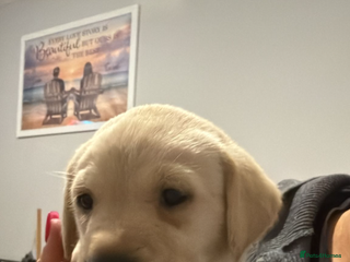 Labrador Retriever dogs Stunning Labrador puppies - Advert 7