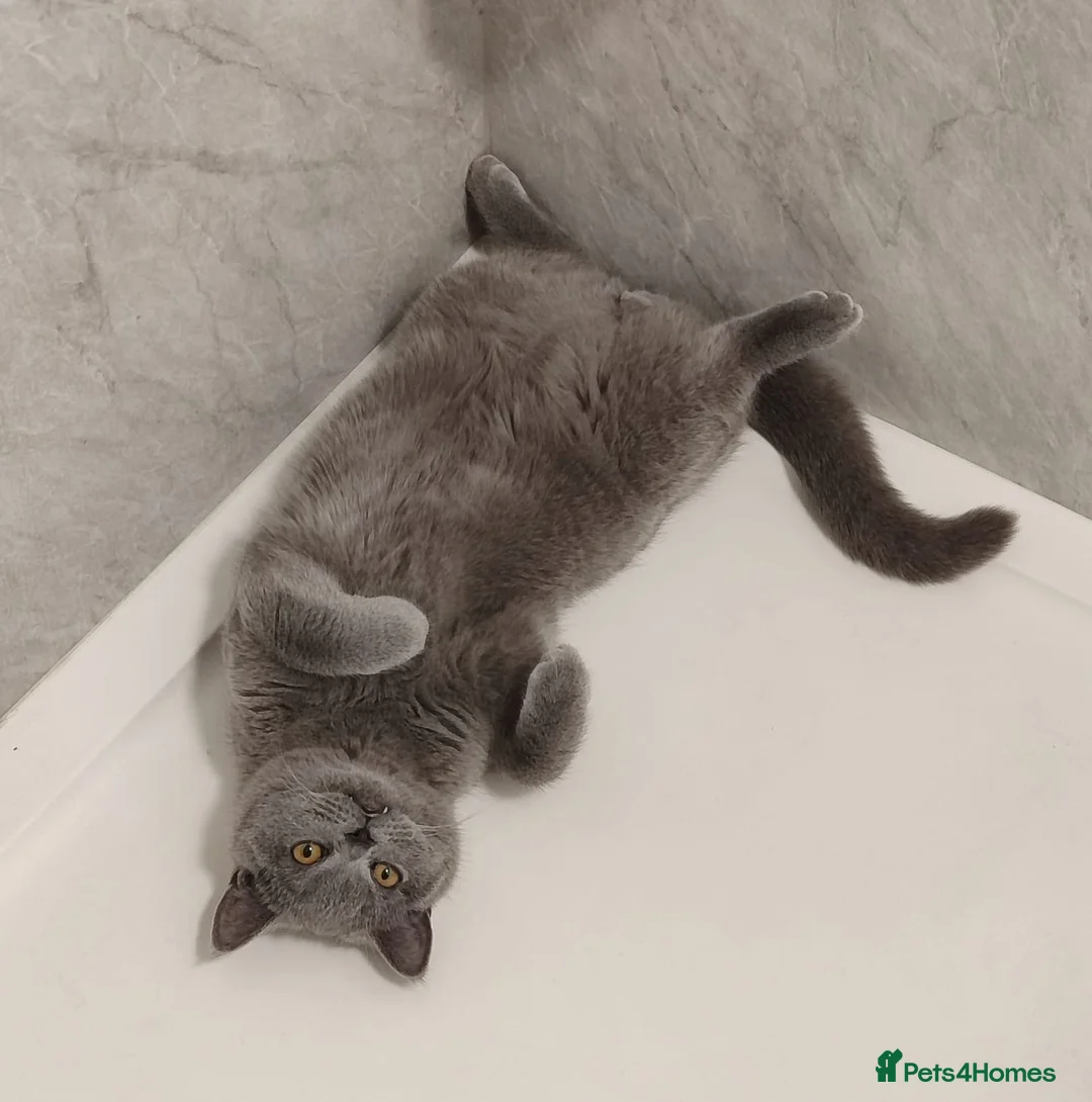 British Shorthair cats for stud: Rocky boi on Heat!! - Advert 2