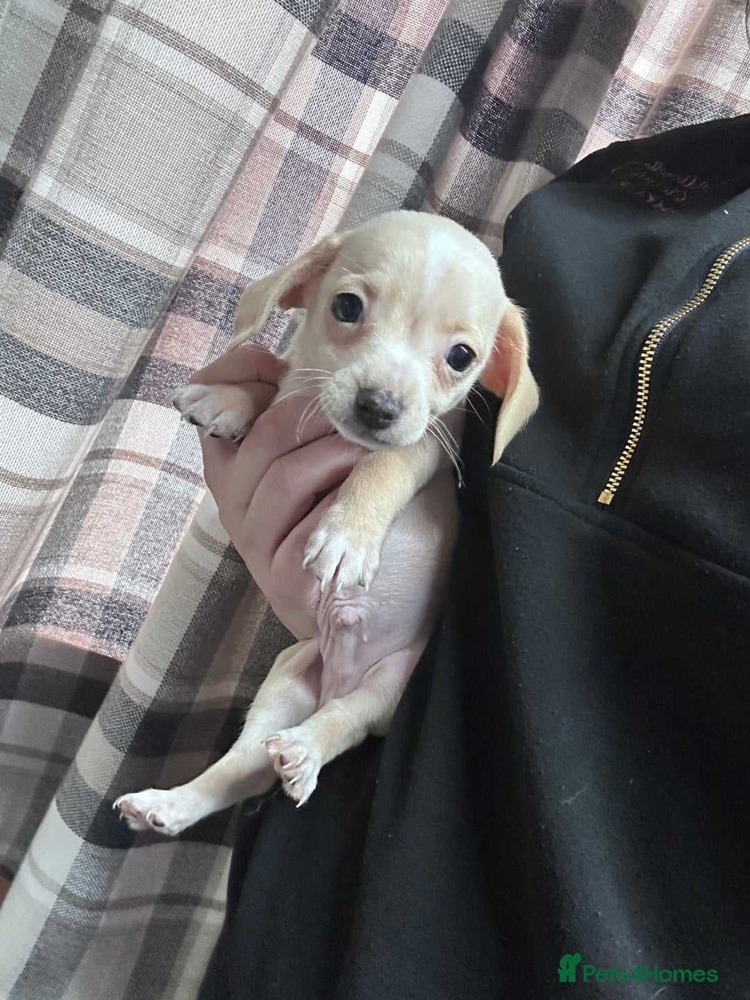 Mixed Breed dogs for sale: Chiweenie puppies  - Image 2