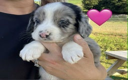 Sprollie dogs for sale: Beautiful Unique Sprollie Puppies - Image 22