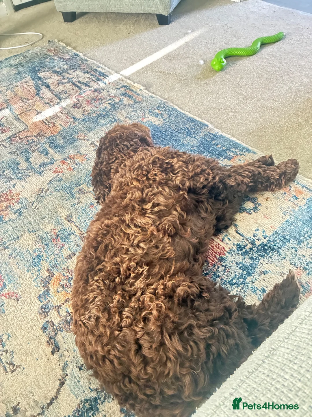 Cockapoo dogs for stud: Beautiful Chocolate F1 Cockapoo Stud 🐾 in Weston-super-Mare - Advert 2