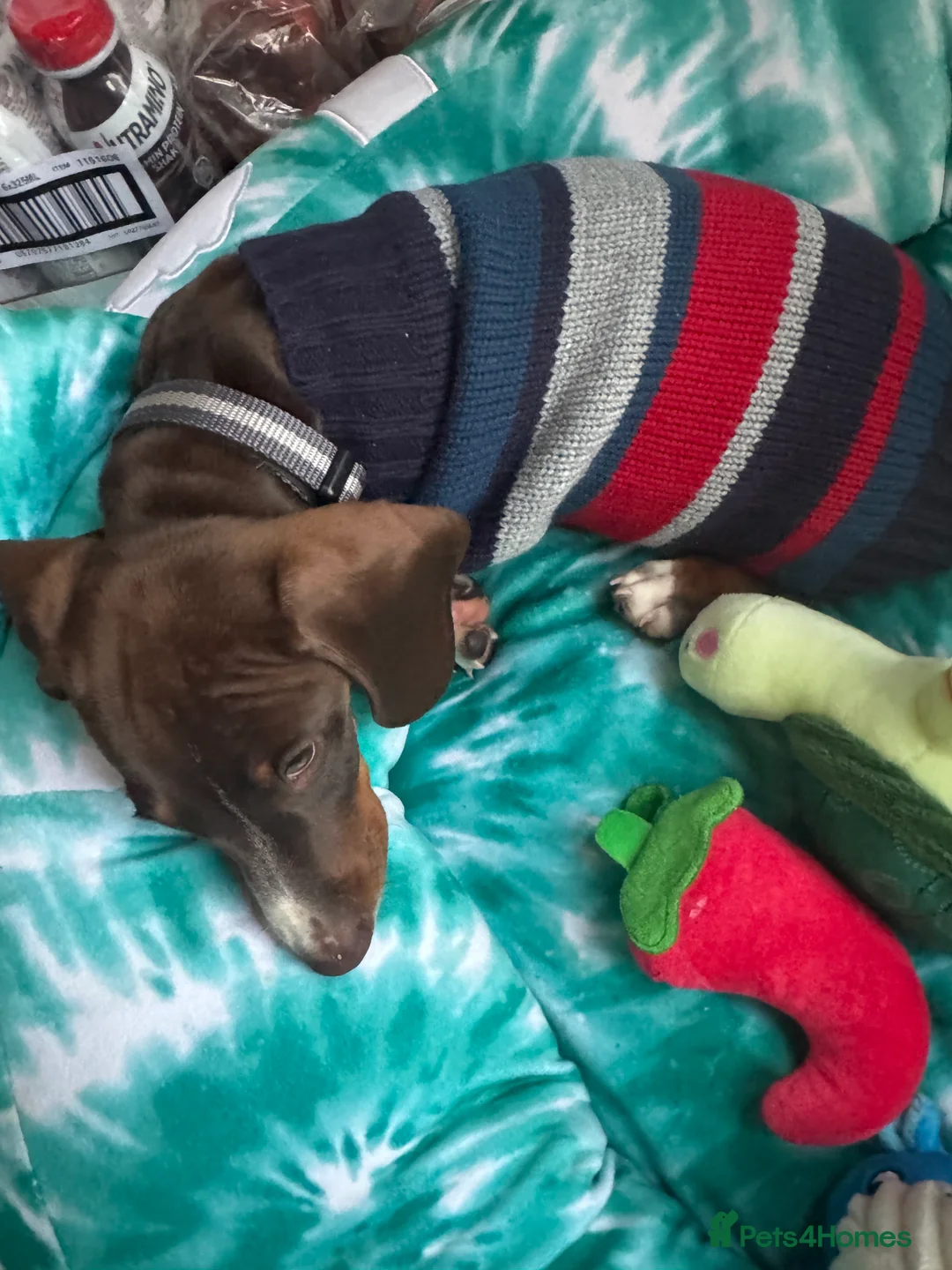 Dachshund dogs for sale: 7mth old needs new home  - Advert 6