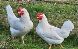 Chickens poultry for sale: Hybrids and bantams for sale - Image 4