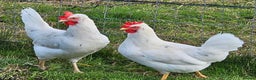 Chickens poultry for sale: Hybrids and bantams for sale - Advert 4