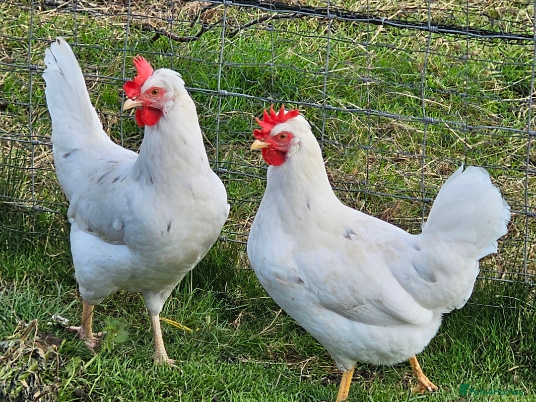 Chickens poultry for sale: Hybrids and bantams for sale - Image 4